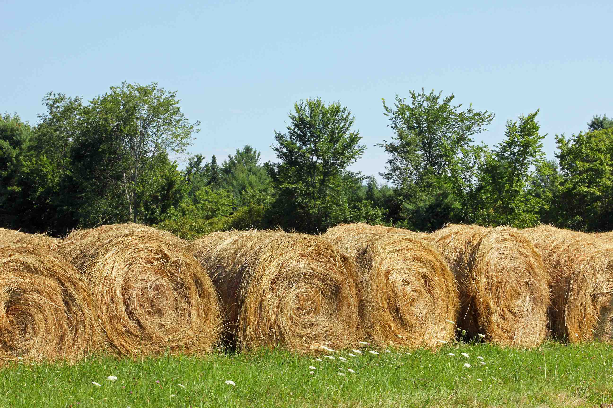 Dalton, NH Real Estate & Homes for Sale