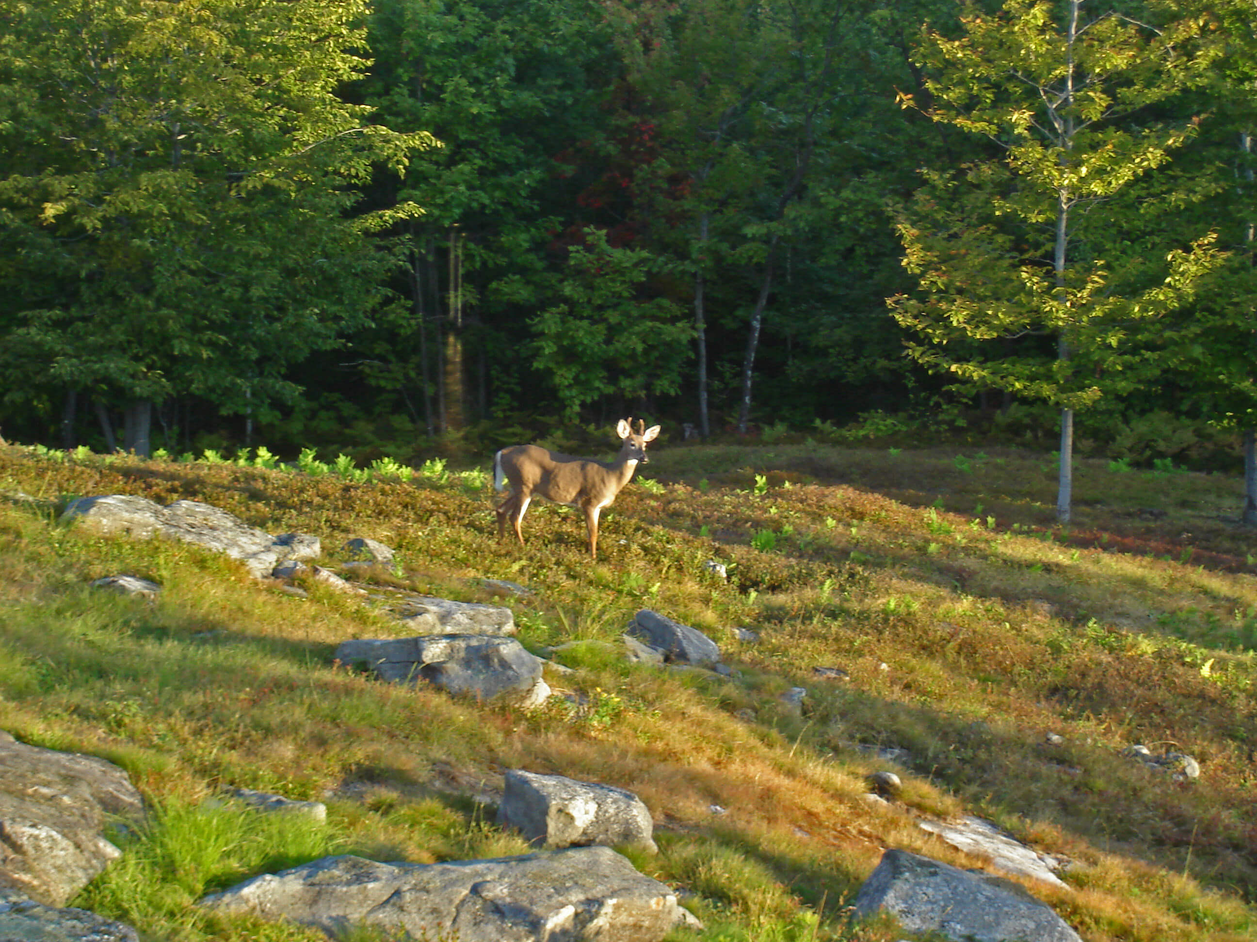 Hiram, ME Real Estate & Homes for Sale