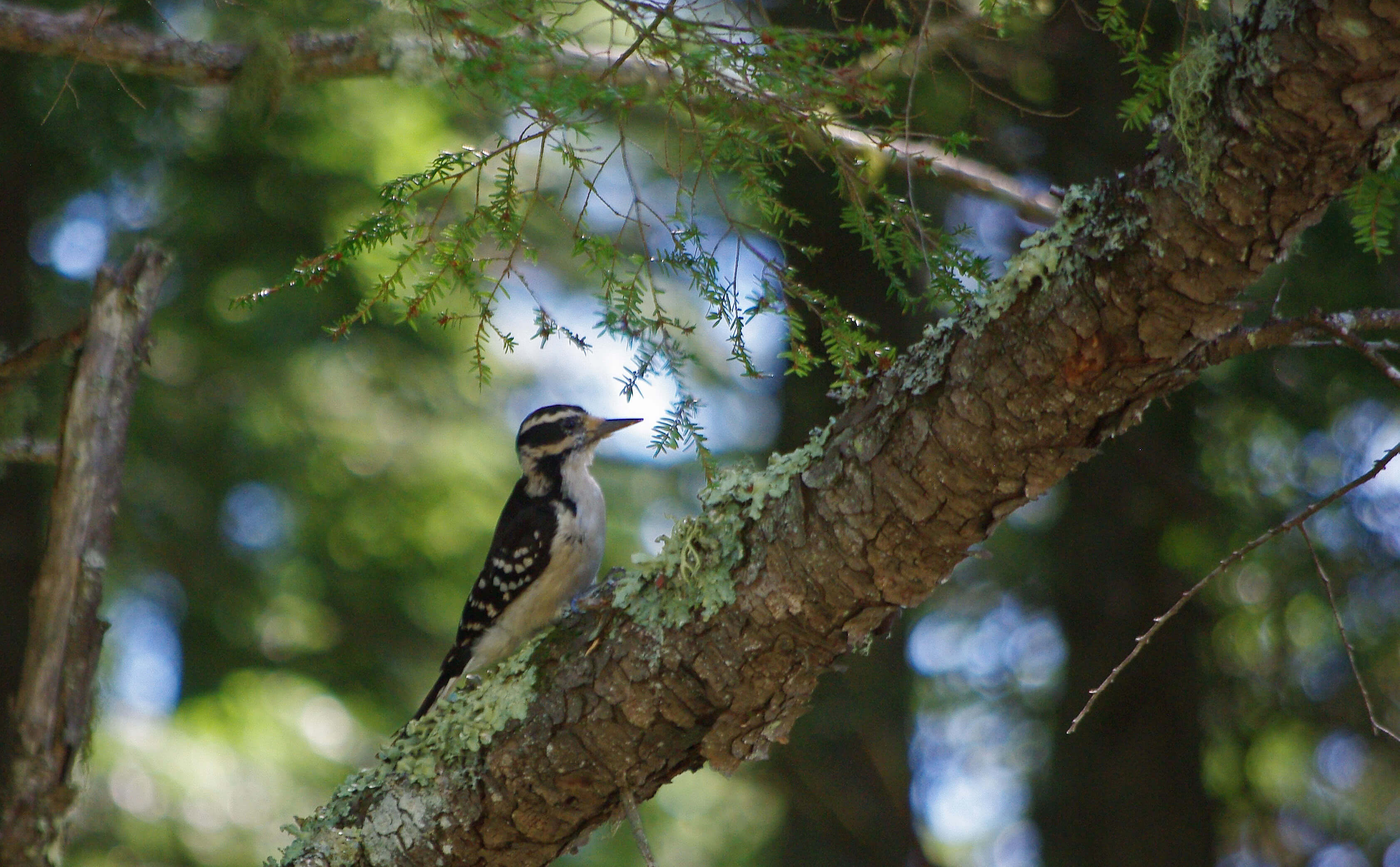 Thornton, NH Real Estate & Homes for Sale