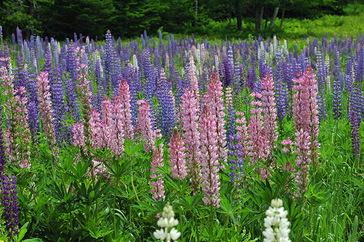 Wakefield, NH Real Estate & Homes for Sale